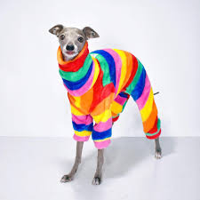 Meet Tika, a 9-Year-Old Italian Greyhound Who Wears Colorful Outfits