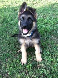 Join millions of people using oodle to find puppies for adoption, dog and puppy listings, and german shepherd puppies from championship bloodlines. Mini German Shepherd Puppies For Sale Ontario Pets Lovers