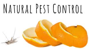 There are alternative methods of pest control that are environmentally friendly. Pest Control In North Vancouver For Termite Troubles