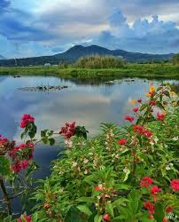 Eits, daripada terlalu panjang, yuk ah cek apalagi tentunya kamu pernah menggambar pemandangan gunung yang indah seperti ini. Potret Pemandangan Yang Indah Dengan Di Hiasi Bunga Dan Danau Di Dekat Pergunungan Steemit