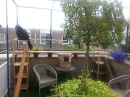 zie hier de voordelen van de kattenrennen in 2020 balkon tuin katten
