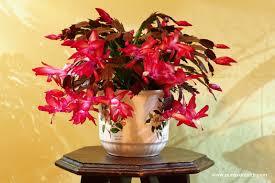 Christmas cactus plants bloom sometime in december, close white thanksgiving cactus flower. Giving Thanks For My Thanksgiving Cactus Pumpkin Beth