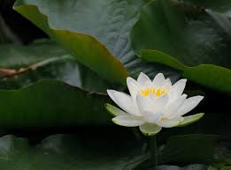 ハス 蓮 の花言葉 意味や花の特徴 種類は 睡蓮との違いは Horti ホルティ By Greensnap