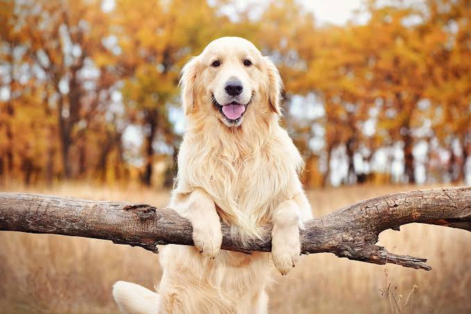 The Upsides And Downsides Of Owning A Golden Retriever | In-Home Pet Euthanasia - Heron's Crossing