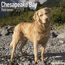 Chesapeake Bay Ret Calendar 2019 Pet Prints Inc Chesapeake Bay Retriever Pets Dog Life
