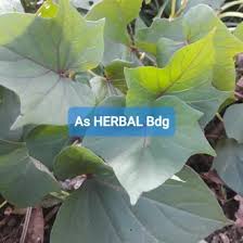 Maybe you would like to learn more about one of these? Jual Produk Daun Ubi Jalar Segar Termurah Dan Terlengkap Agustus 2021 Bukalapak