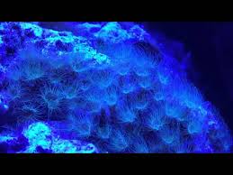Epic Battle With Colonial Hydroids! | Keeping The Reef