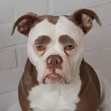 Pin On Dog Breeds