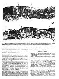 Image result for Uncinula necator