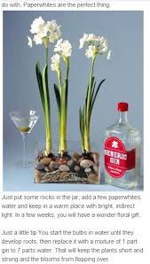 Forcing Paperwhites With Gin So That S How I Can Use Up Gin In My Garden Bulbs Bulb Flowers Planting Flowers