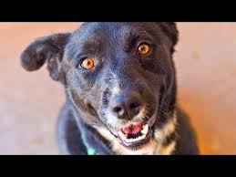 Empire A Special Dog Hit By Car Heals Dogs Animal Society Animals