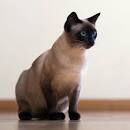 Siamese Kittens For Sale by Reputable Breeders | Pets4You