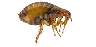 1656 plaza pl myrtle beach, sc 29577. Pest Control Myrtle Beach Cpm Complete Pest Management Myrtle Beach Bed Bug Exterminators Cockroach Exterminators Rodent Exterminators Termite Contracts All Pests Removed 843 457 7364 Pest Control Myrtle Beach