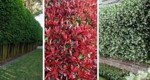 In generale gli vuoi una pianta da siepi fiorita, sempreverde anche in inverno? 11 Piante Perfette Per Creare Fantastiche Siepi Sempreverdi Semi Sempreverdi E Fiorite Creativo Media