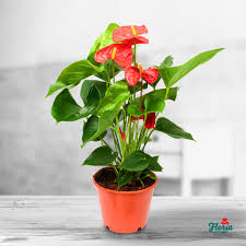 Ghiveciul si subtratul nu sunt incluse! Anthurium Pitic Rosu Plante De Apartament Pret 135 00 Lei Floria Ro