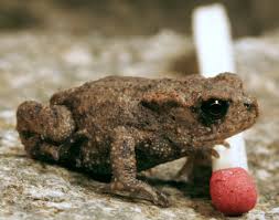File Frosch Mg 6620 Jpg Wikimedia Commons
