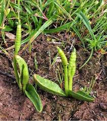 Image result for Ophioglossum costatum