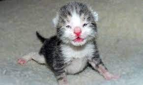 See full list on thesprucepets.com When Do Kittens Open Their Eyes Newborn Kittens Kitten Eyes Cat Care
