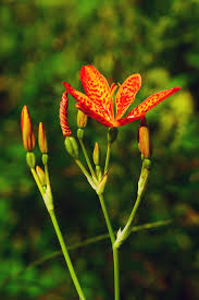 One of the most invasive of plants in our garden. Hd Wallpaper Flower Bud And Seed Pods Of An Ornamental Plant Iris Domestica Commonly Known As Leopard Lily Blackberry Lily And Leopard Flower The Bloom Of Each Individual Flower Only Last A