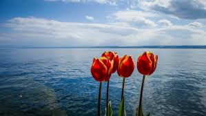 Der bodensee ist ein binnengewässer im südwestlichen mitteleuropa und besteht aus zwei seen und einem sie verbindenden flussabschnitt des rheins. Bodensee Wann Ist Die Beste Reise Und Urlaubszeit Michael S Beers Beans