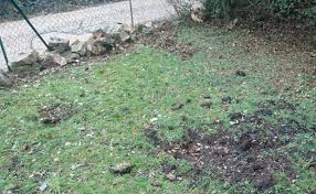Les Degats De Sangliers Dans Les Jardins Sont Ils Rembourses Par Les Assurances