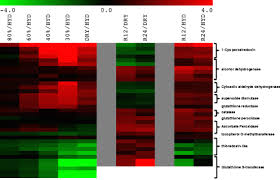 Image result for Sporobolus stapfianus