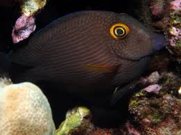 Image result for Oxyanthus strigosus