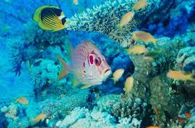 Coral Sea Water World Ex Coral Sea Resort 5 Aucun Permis Necessaire Blue Hole Belize Belize Barrier Reef Blue Hole