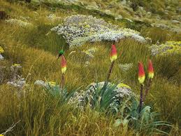 Image result for Styppeiochloa gynoglossa