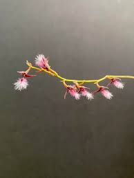 Image result for Bulbophyllum saltatorium