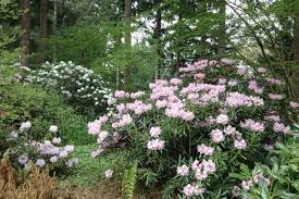 Rhododendron Species Botanical Garden Federal Way 2018 All You Need To Know Before You Go With Photos Tripadviso Rhododendron Botanical Gardens Species