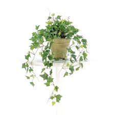 アイビーの葉の色が薄くなって落ちる時の原因や対策について 植物navi