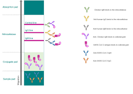 Naats detect genetic material (nucleic acids). Sars Cov 2 Covid 19 Diagnosis By Igg Igm Rapid Test Biotrend