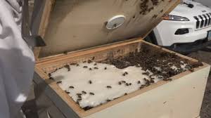 Proposed bill could threaten beekeeping in Nevada