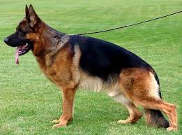And on the other hand, you've got a wild dog, with strong jaws, that can run all day, he explained. Tyson Vom Kottersbusch