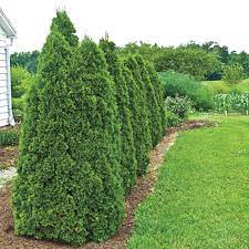 If you need a fast growing evergreen to use as a screen or dense hedge, plant green giant arborvitae. Buy Green Giant Arborvitae Green Giant Thuja For Sale Gurney S