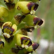 Image result for Corycium