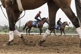 Check spelling or type a new query. Horse Racing Faces An Uncertain Future After A Rash Of Animal Deaths And The Stronachs Are Caught In The Middle The Globe And Mail