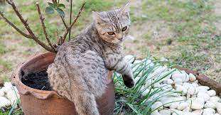 Die meisten menschen denken bei einem „katzenschreck an ein ultraschallgerät. Die 4 Besten Katzenschreck Produkte 2021 Im Test Garten Schule