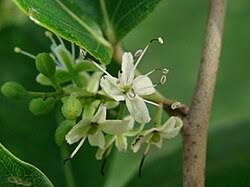 Image result for Hymenaea courbaril