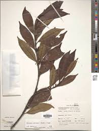 Image result for Isonema infundibuliflorum