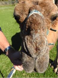We are a mobile service only, located in sydney, australia. Hunter Valley Petting Zoo Operator Guilty Of Animal Cruelty To Camel Rspca Nsw