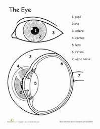 Your kid probably would recollect seeing the image in cartoon shows as well as in movies. 16 Best Human Eye Diagram Ideas Eye Anatomy Human Eye Human Eye Diagram