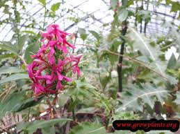 Image result for Acanthus polystachyus