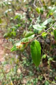 Image result for Croton dichogamus