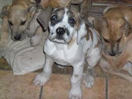 For those of you who enjoy nature, there are 83 state parks and the wayne national forest. Great Dane Puppies Dogs For Sale In Gulfport Mississippi Ms 19breeders Biloxi Olive Branch Youtube