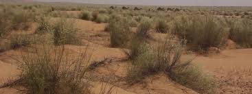 Image result for Stipagrostis