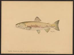 From wikimedia commons, the free media repository. Dog Salmon Oncorhynchus Keta Walbaum Rost Miles Free Borrow Streaming Internet Archive