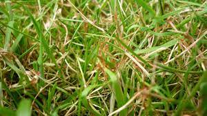 How To Identify And Treat Red Thread On Your Lawn