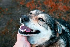 See more of ohio dogs & puppies for adoption on facebook. Adoptable Dogs Fairfield County Dog Adoption Center Shelter Lancaster Ohio